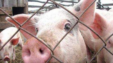 В трех селах Верхнемамонского района зафиксирована вспышка африканской чумы свиней