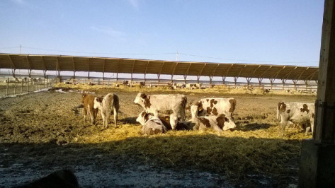 В Воронежской области появилась откормочная площадка для 3 тыс коров