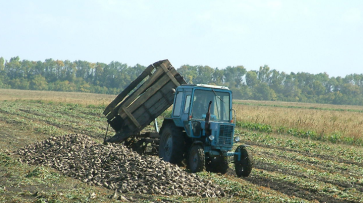 Аграрии собрали 6 млн тонн сахарной свеклы в Воронежской области