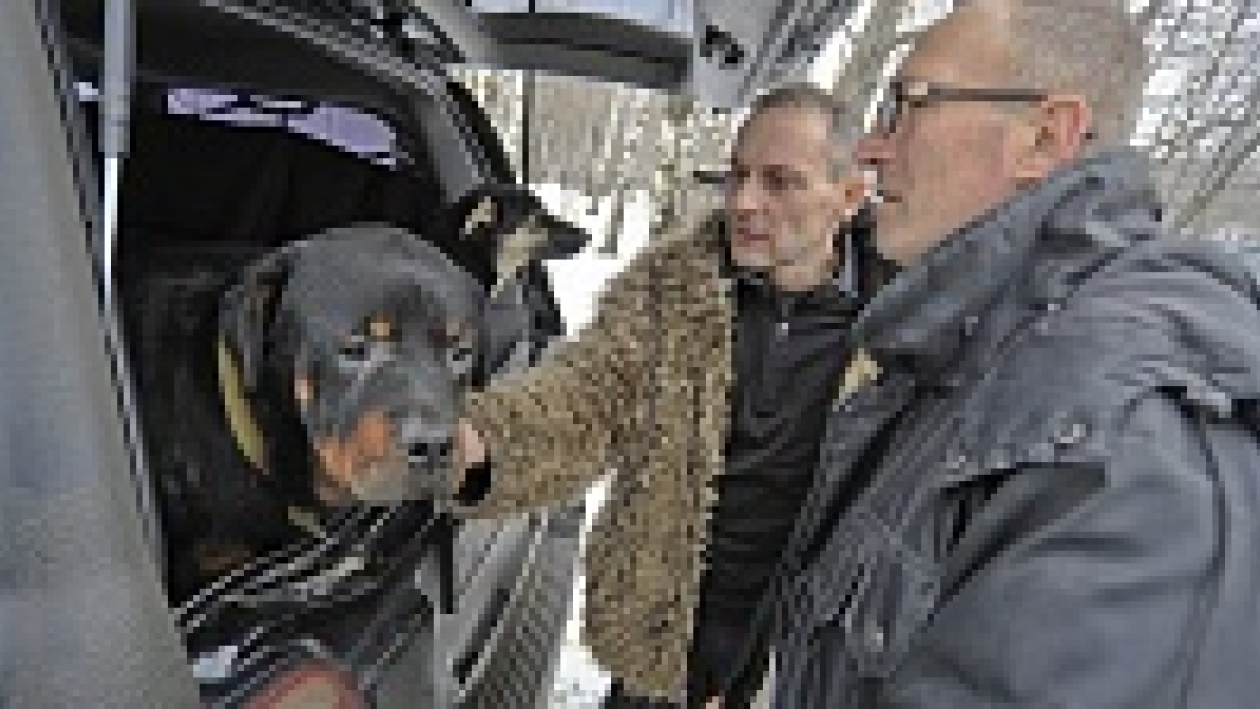 В Воронеж привезли собак, которых волонтеры спасли от отстрела в Сочи