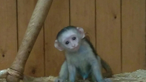 В Воронежском зоопарке у зеленых мартышек родился третий детеныш 