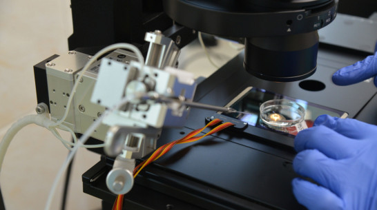 Как это работает. Экстракорпоральное оплодотворение в Воронеже