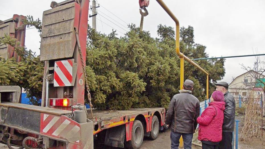 Верхнемамонцы подарили Богучару 15-метровую новогоднюю елку