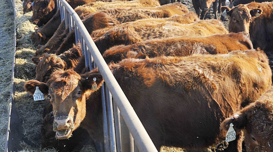 Минсельхоз выделит Воронежской области 189 млн рублей на развитие животноводства