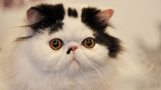 Воронежцам показали модных абиссинцев, классических британцев и уникальных манчкинов