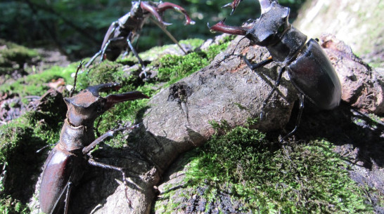 В бутурлиновском Шиповом лесу расплодились жуки-олени