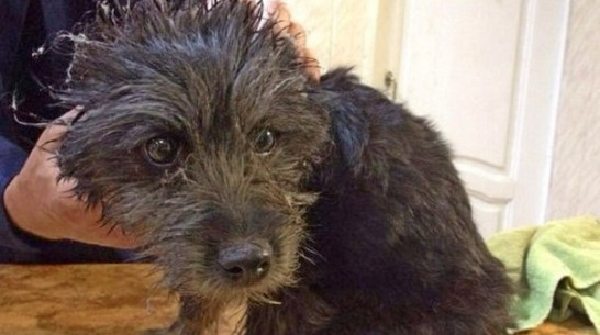 На лечение дворняжки воронежцы за 5 дней собрали более 50 тыс рублей