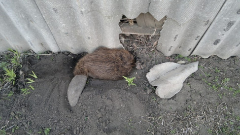 Богучарские селяне спасли 20-килограммового бобра 