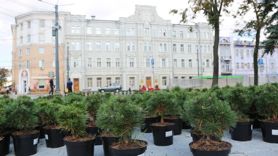 В Воронеже неизвестный украл недавно высаженные деревья в сквере имени Бунина