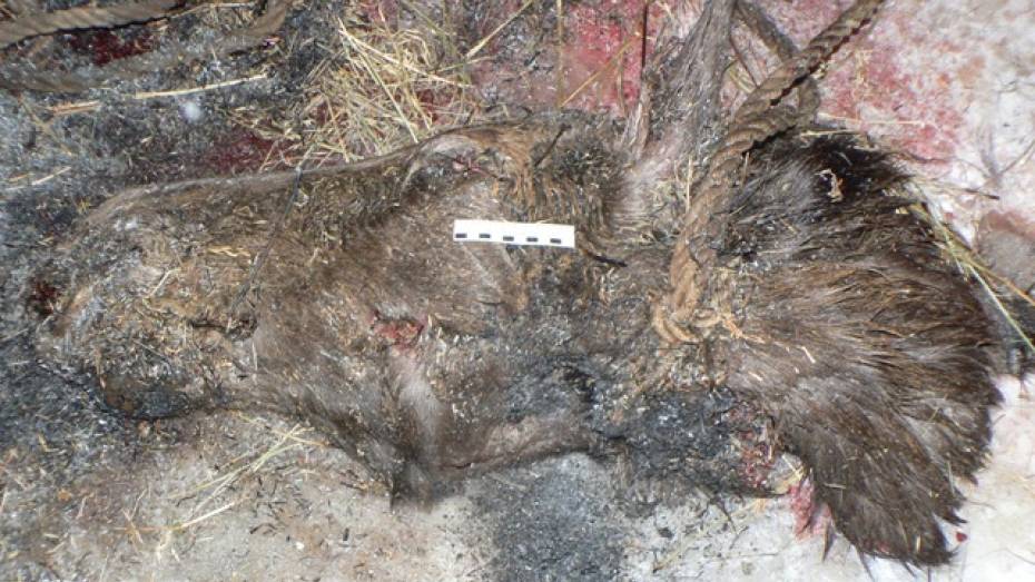 В Подгоренском районе браконьеры убили беременную лосиху