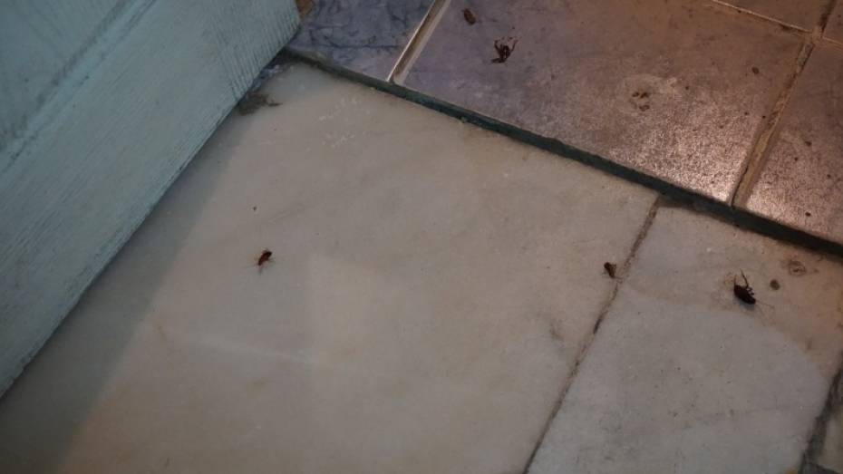 Прокуратура обнаружила грубые нарушения санитарных норм в воронежской больнице №2