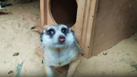 Воронежский зоопарк показал видео переезда пары сурикатов в новый дом