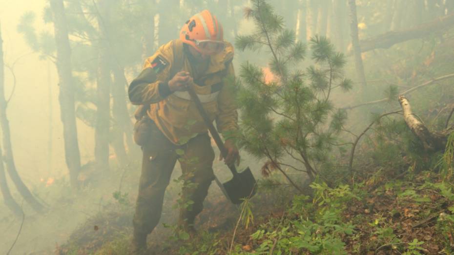 В Воронежской области спрогнозировали повышенную опасность лесных пожаров в праздничные дни 
