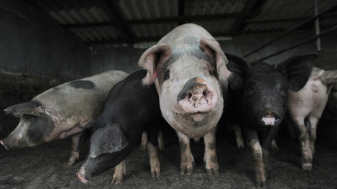 Карантин по африканской чуме свиней ввели в районе Воронежской области