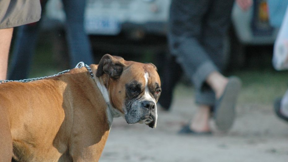 Воронежские депутаты запретили детям выгуливать крупных собак