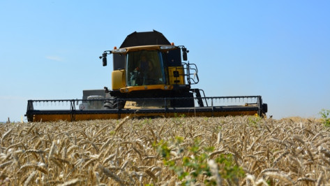 В Россошанском районе собрали рекордный урожай пшеницы 