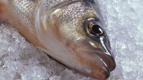 У жителей Воронежской области нашли лентеца широкого после покупки вяленой рыбы