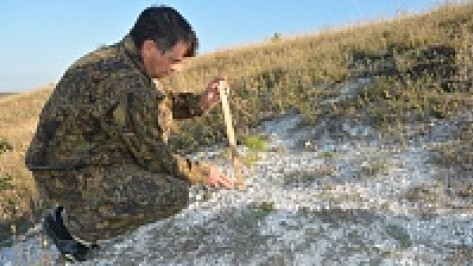 Вымирающие меловые сосны прижились в Нижнедевицком районе