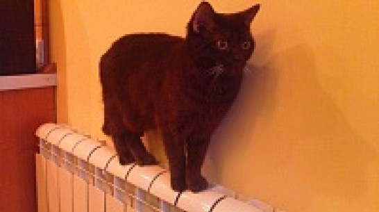 Мэрия Воронежа закончит отопительный сезон после прихода стабильно теплой погоды 