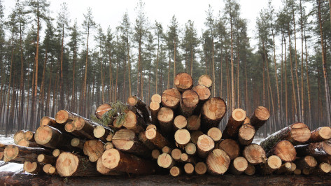 Закрывшего глаза на незаконную рубку леса воронежского чиновника обвинили в коррупции