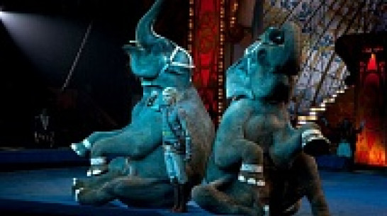 В Воронеж приехали слоны, занесенные за уникальные трюки в Книгу рекордов Гиннесса 