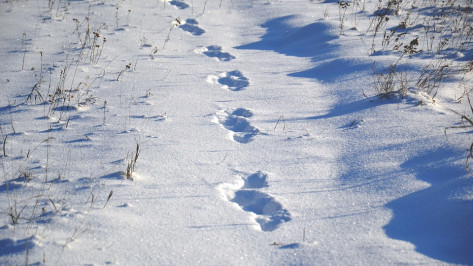 Угонщика ВАЗа под Воронежем вычислили по следам обуви