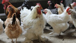 Ветеринары запланировали проверить воронежские птицефабрики из-за птичьего гриппа