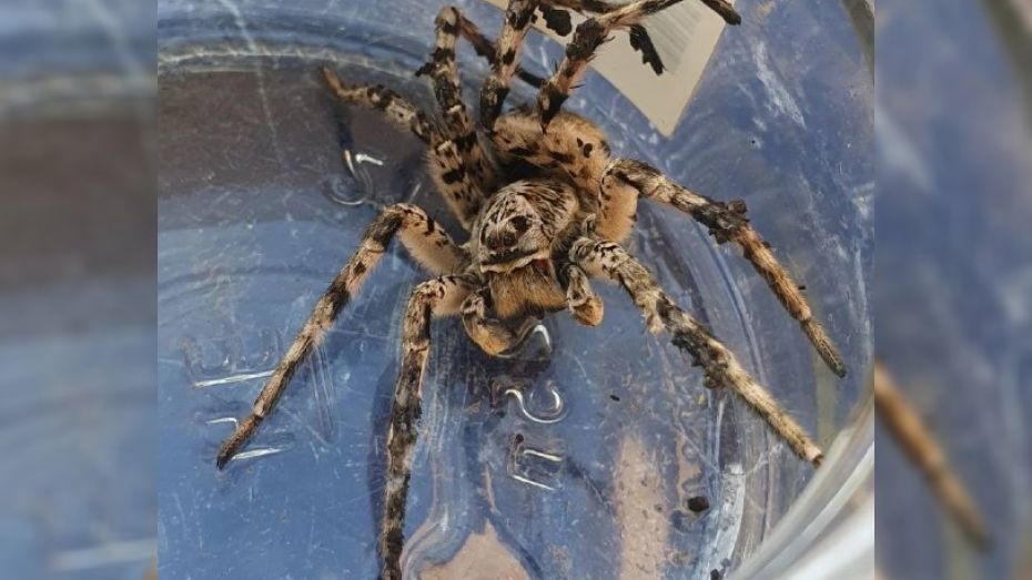 Под Воронежем местные жители обнаружили в огороде огромного тарантула