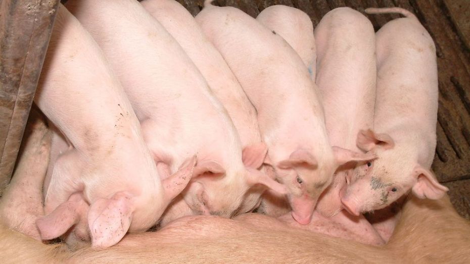 Воронежская область стала лидером по производству свинины 
