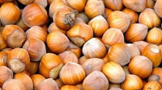 В нижнедевицких лесах отмечен  небывалый урожай орехов