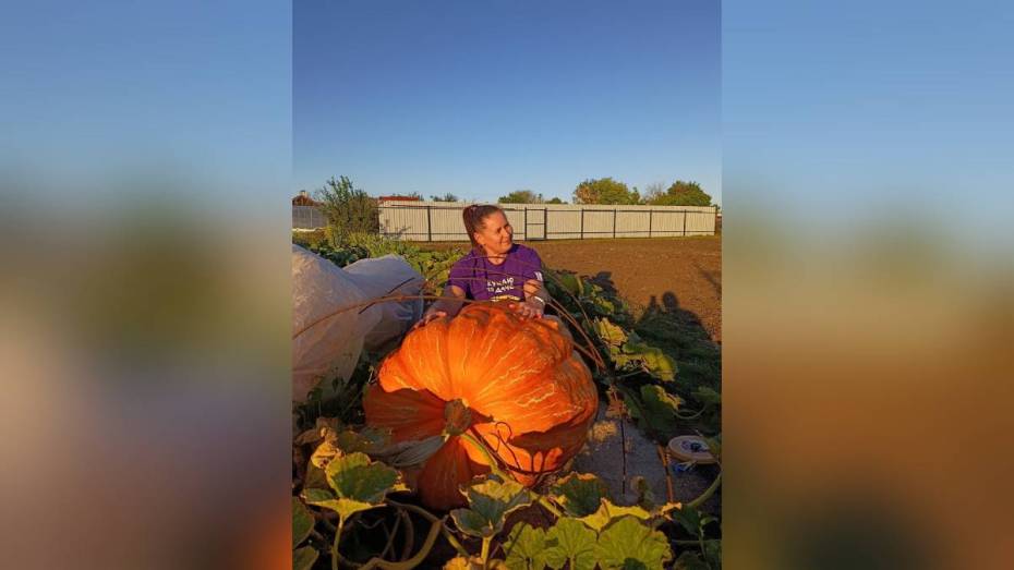 В воронежской Каменно-Верховке супруги вырастили овощи-гиганты и подсолнечник высотой 4,5 метра