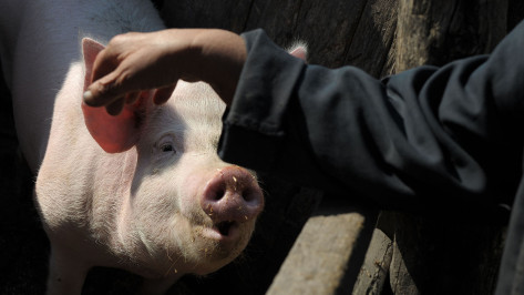 Карантин по африканской чуме свиней отменили в 2 районах Воронежской области
