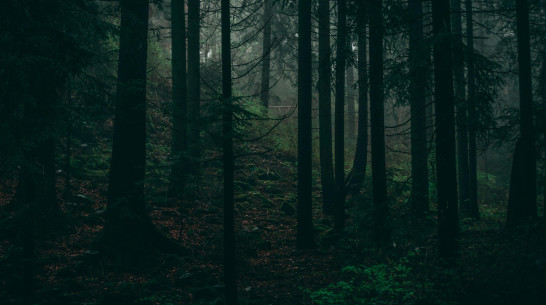 В Воронежской области шестерых пропавших без вести нашли мертвыми