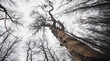 До конца года в воронежских лесничествах уберут 587 аварийных деревьев