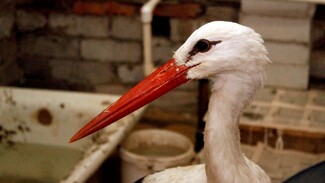 В Воронежском зоопарке из-за эпидемии уничтожат всех птиц