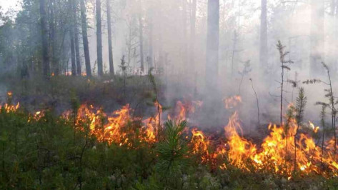 В Воронежской области за неделю потушили 2 лесных пожара