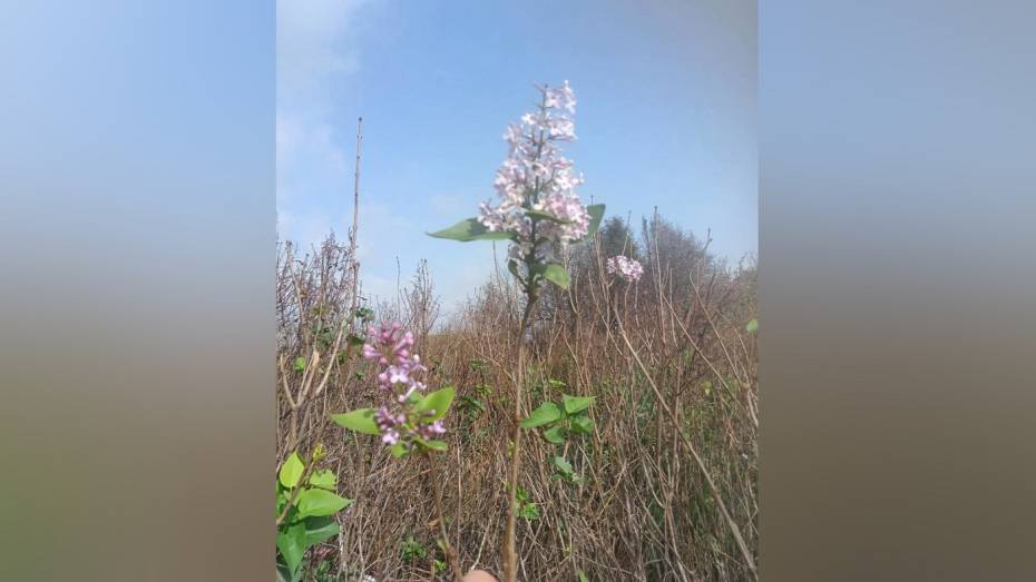 В октябре в Воронежской области зацвела сирень