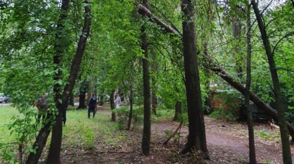 Сильный ветер за 40 минут сломал в Воронеже 6 деревьев