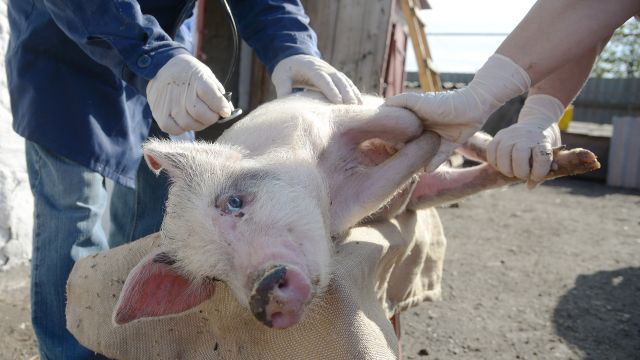 Воронежский суд смягчил наказание осужденному за взятки заведующему ветучастком