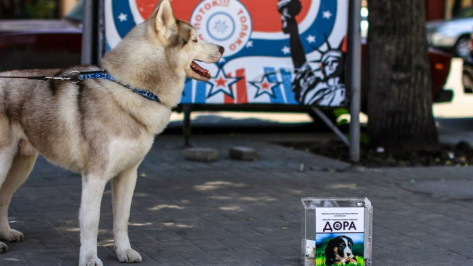 В Воронеже пройдут сразу две акции в защиту бродячих собак
