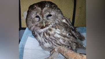 В Воронеже волонтеры спасли сову, попавшую под машину