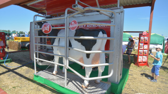 «Как из фильма про будущее». «Молвест» удивил воронежцев роботом-дояркой