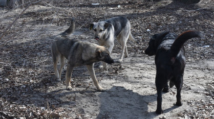 Собаки покусали еще двух девушек в центре Воронежа