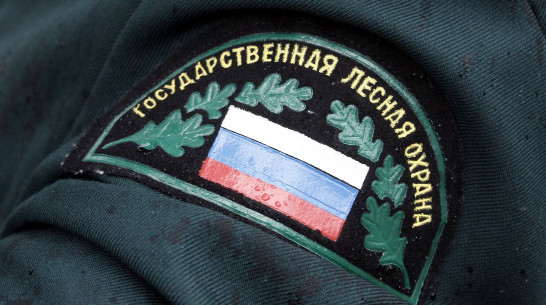 В Воронежской области с 31 мая ограничат пребывание граждан в лесах