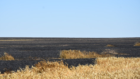 Ландшафтные пожары нанесли ущерб воронежским аграриям на 60 млн рублей