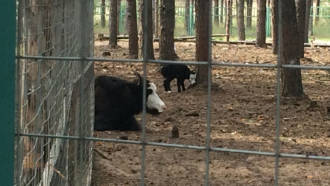 В воронежском зоопитомнике «Червленый яр» родился теленок тибетского яка