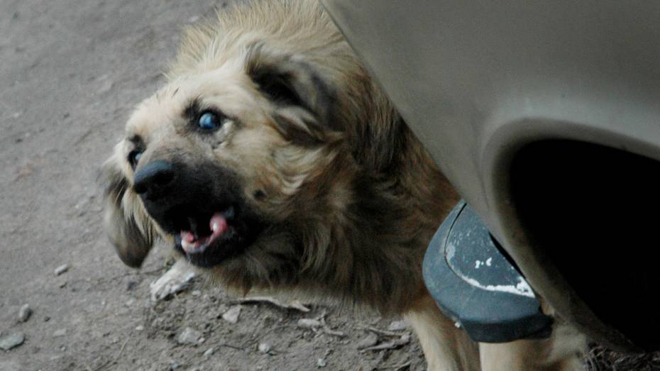Новый случай нападения бездомных собак на ребенка в Воронеже запечатлели камеры
