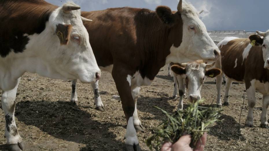 В Воронежскую область нелегально завезли 150 коров из Австрии