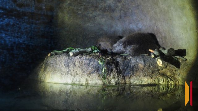 Гарика Харламова и Павла Волю пригласили в Воронежский бобронариум