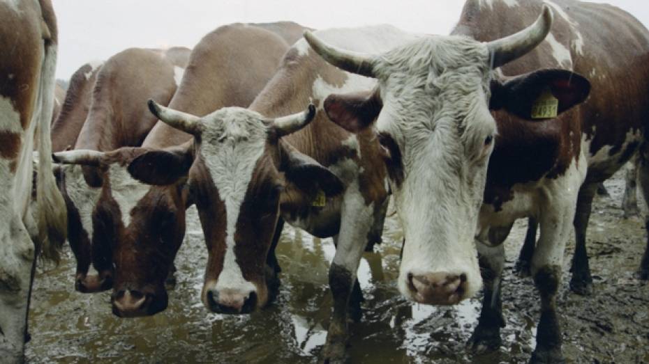 В рамонских селах воруют скот